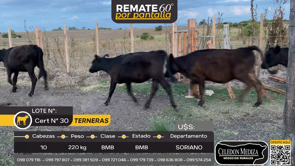 Lote 10 Terneras en Cardona, Soriano
