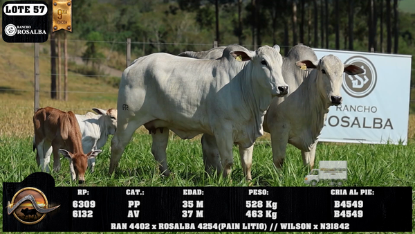 Lote LOTE 57
