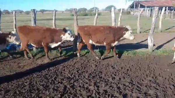 Lote 120 Terneros