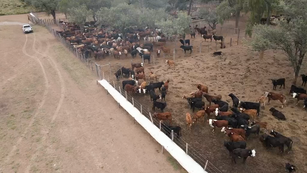 Lote 200 Vaquillonas en Salta, Salta