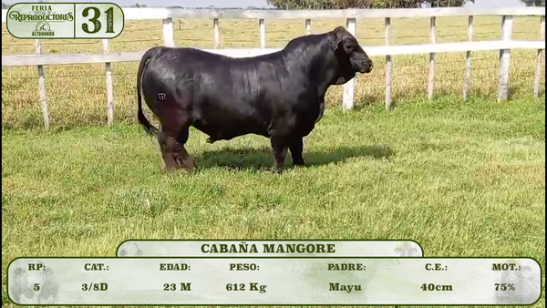 Lote LOTE 31