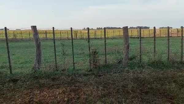 Lote 50 Terneras en Rauch, Buenos Aires