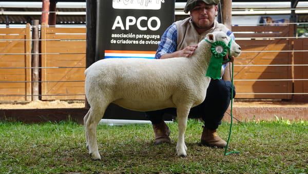 Lote Texel Expo Internacional 2022 - Lote 16
