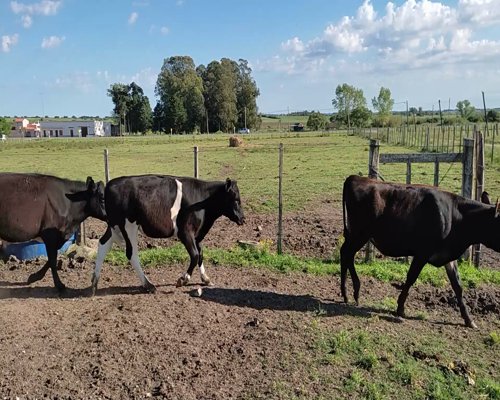 Lote 8 Terneros y Terneras 5 HO, 3 KIWI X AA 226kg - , Colonia