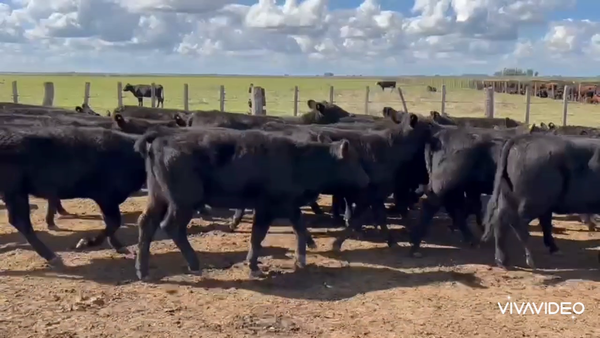 Lote 65 Terneras en Pila, Buenos Aires