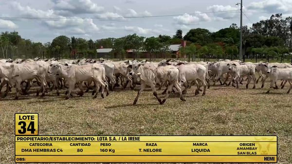 Lote LOTE 34