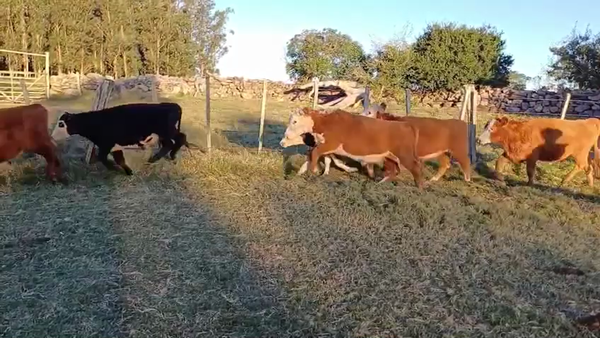 Lote NOVILLOS DE 1 A 2 AÑOS