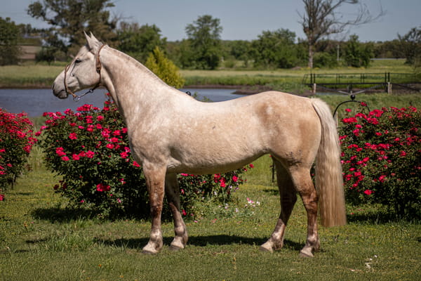 Lote PORÁ COSA LOCA