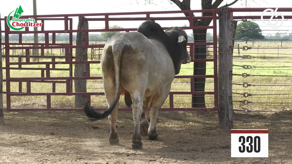 Lote Brahman