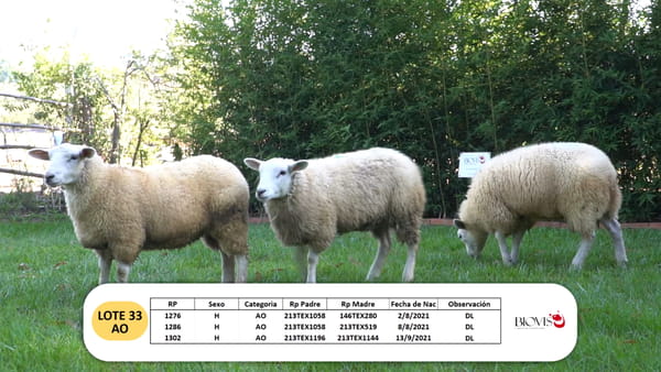 Lote Lote 33 - AO