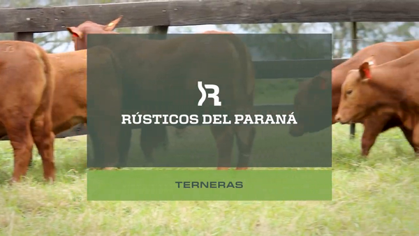 Lote TERNERAS