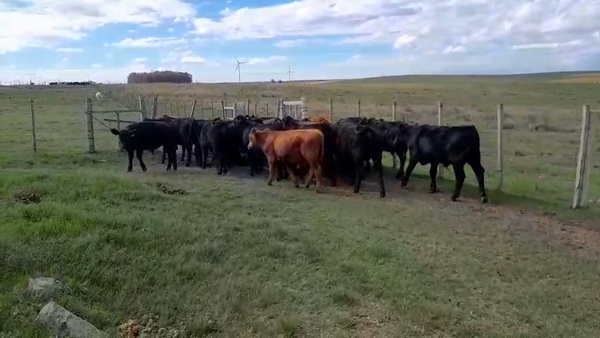 Lote 23 Terneros, San José