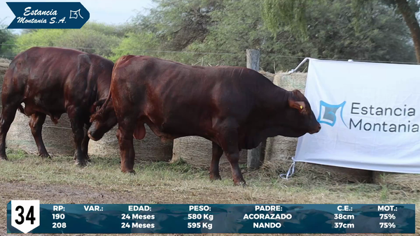Lote LOTE 34