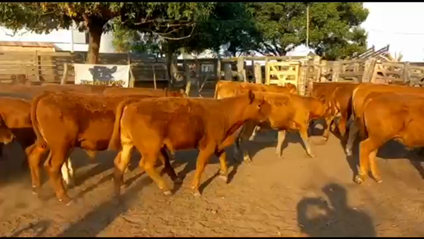 Lote 70 Terneros en Federal, Entre Ríos