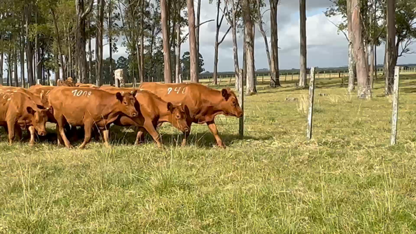 Lote 19 Vaquillonas PI en Camino del Mensajero, Treinta y Tres