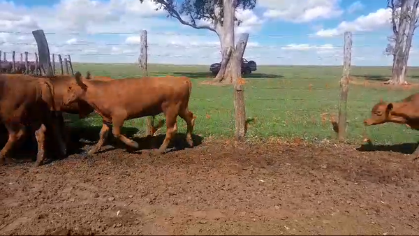 Lote 110 Terneros/as en Corrientes, Curuzú-Cuatiá