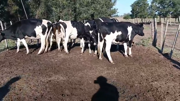 Lote 7 Vaquillonas , San José