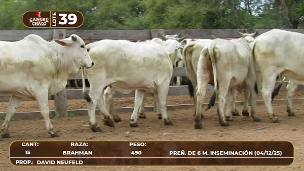 Lote Lote 39