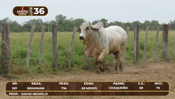 Lote Lote 36