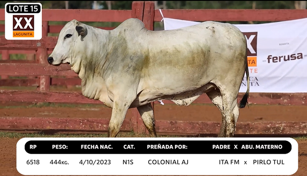 Lote LOTE 15