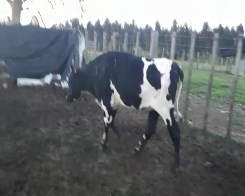 Lote Vaquillonas  CRUZA 450kg - , San José