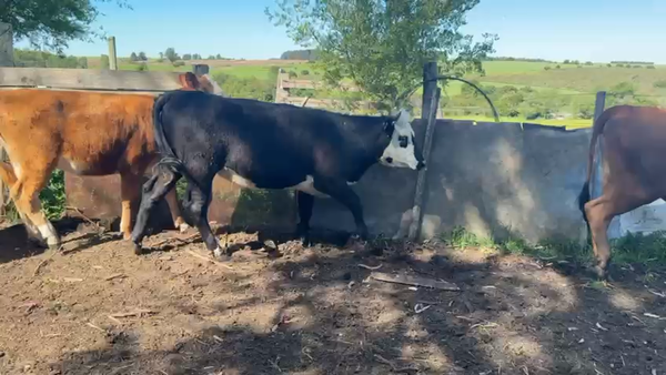 Lote NOVILLOS Y VAQUILLONAS 1a2 AÑOS