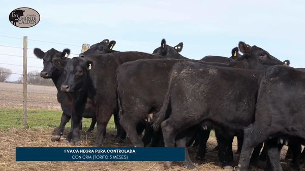 Lote MONTE CALDEN | 1 Vaca pura controlada - con cria - Torito 5 meses