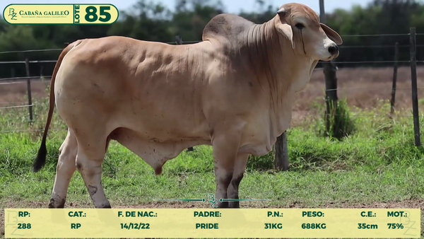 Lote LOTE 85