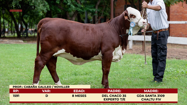 Lote LOTE DE BOZAL-TERNERA