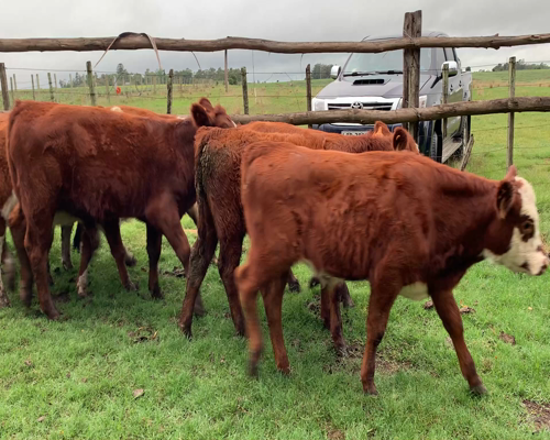 Lote Terneros