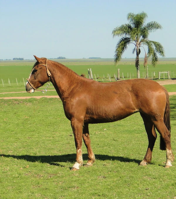 Lote Criollos da Fronteira Cañada Kenia  RP: 357