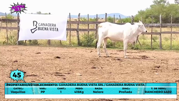 Lote LOTE 45- EN VIVO
