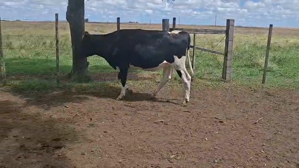 Lote VAQUILLONA PREÑADA
