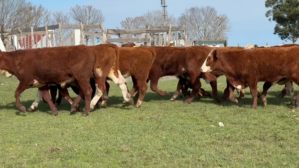 Lote 50 Novillitos en Corrientes, Curuzú-Cuatiá