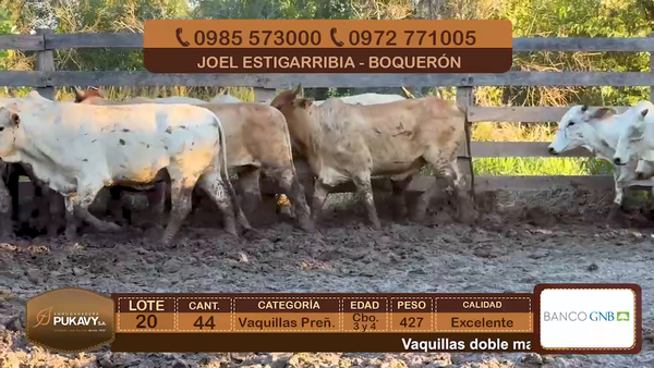 Lote Vaquillas Preñadas