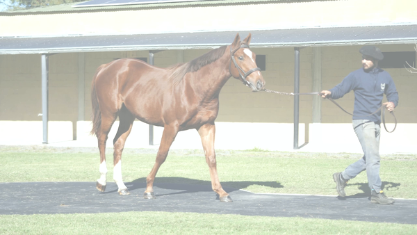 Lote DADDY EL CHONGO (DADDY LONG LEGS - LA CHUNGUERA)