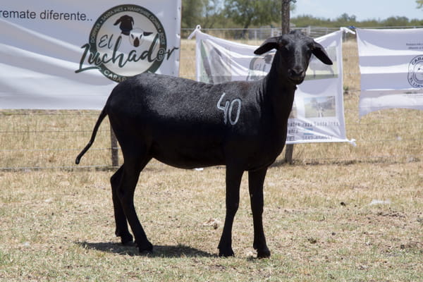 Lote OVINO STA. INES HEMBRA PPC