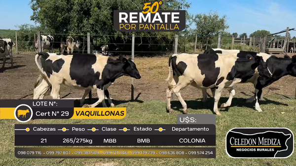 Lote 21 Vaquillonas  en Estanzuela, Colonia