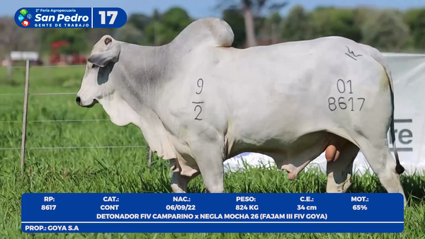 Lote LOTE 17- POR PANTALLA