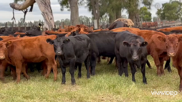 Lote 105 Terneros/as