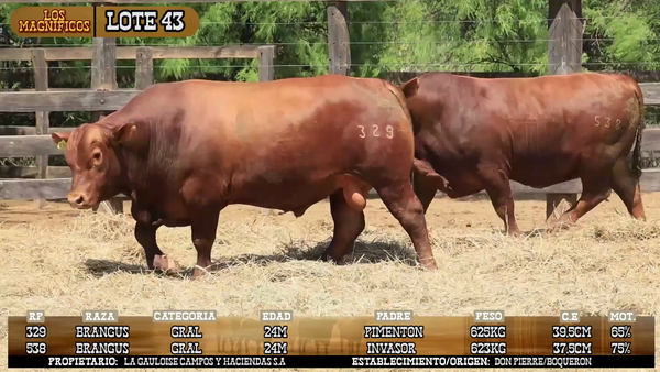 Lote LOTE 43