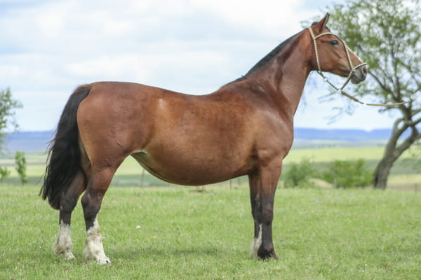 Lote GARBOSA DA SANTA AMABILE