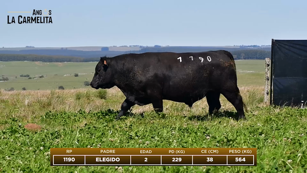 Lote RP 1190 - Angus La Carmelita