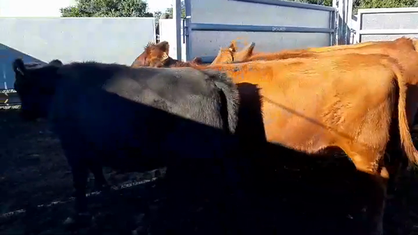 Lote 8 Vaquillonas 1 a 2 años ANGUS - LIMOUSIN - CARETAS 305kg -  en RADIAL JUAN LACAZE