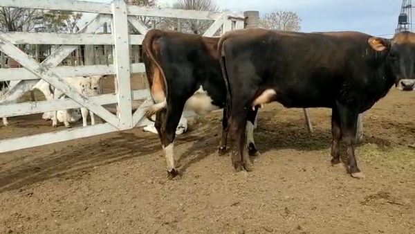 Lote Primoletti Raul - Vaquillonas Preñadas