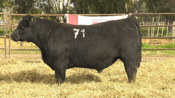 Lote TOROS ANGUS NEGROS  PC