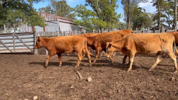 Lote Vacas de Invernada