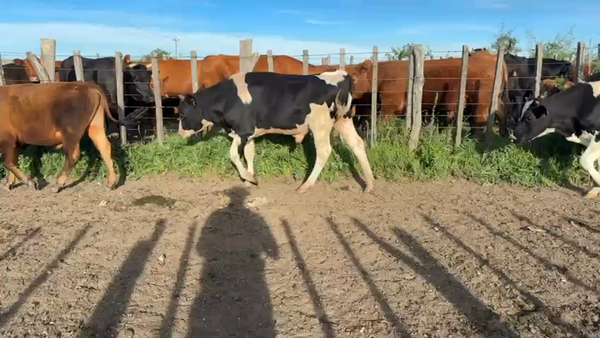 Lote NOVILLOS 1 a 2 AÑOS