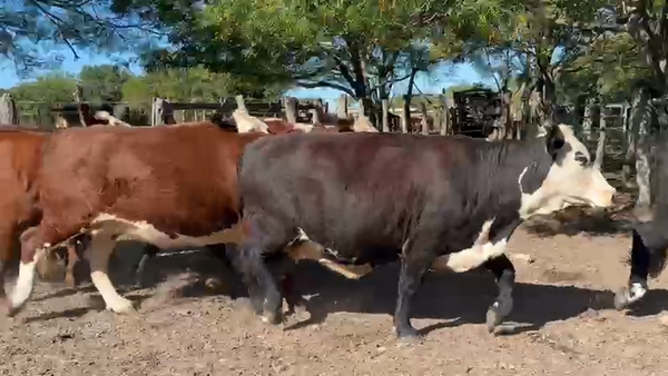 Lote 19 Vacas faena