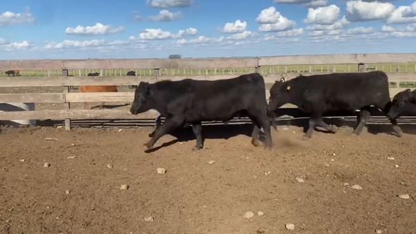 Lote Toros